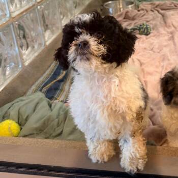 Andrina -  Shih Tzu Dog for Adoption in Lynchburg, Virginia - Andrina | PetCurious