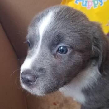 Sephiroth -  Border Collie and Mixed Breed Dog for Adoption in Taos, New Mexico - Sephiroth | PetCurious