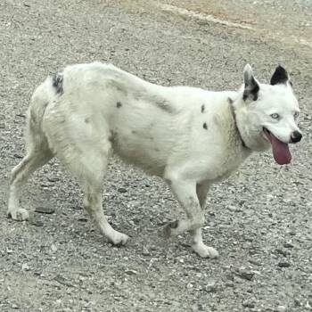 Glacier -  Australian Cattle Dog Blue Heeler Dog for Adoption in Green Forest, Arkansas - Glacier | PetCurious
