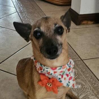 Elena -  Chihuahua and Mixed Breed Dog for Adoption in Washington, District Of Columbia - Elena | PetCurious