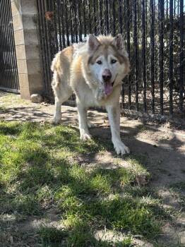 CAMDEN SOSA -  Alaskan Malamute Dog for Adoption in Riverside, California - CAMDEN SOSA | PetCurious