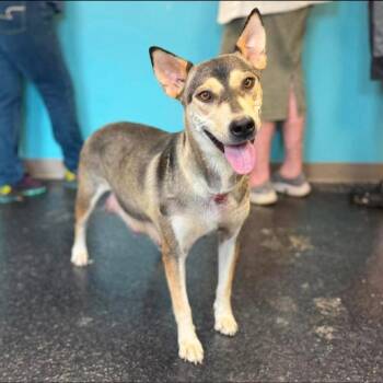 Anna -  Shepherd and Mixed Breed Dog for Adoption - Anna | PetCurious