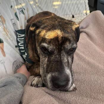 Hound Dogs Available for Adoption - BoJack | PetCurious