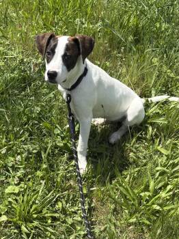 River (water themed litter) -  Hound and Labrador Retriever Dog for Adoption in Mt. Juliet, Tennessee - River (water Themed Litter) | PetCurious