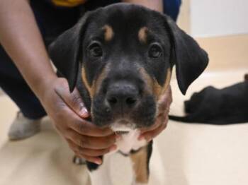 Sink -  Labrador Retriever and Australian Kelpie Dog for Adoption in Portland, Oregon - Sink | PetCurious