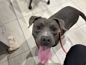GORDITO -  Staffordshire Bull Terrier Dog for Adoption in Rowlett, Texas - GORDITO | PetCurious