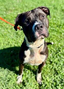 MOMO -  American Staffordshire Terrier Dog for Adoption in York, South Carolina - MOMO | PetCurious