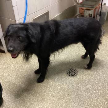 IVHS-Stray-143093 -  Border Collie Dog for Adoption in San Gabriel, California - IVHS-Stray-143093 | PetCurious