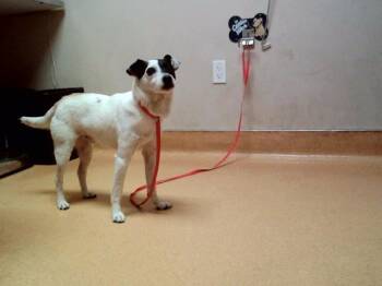 Parson Russell Terrier and Mixed Breed Dogs Available for Adoption in Martinez, California - MALCOLM | PetCurious