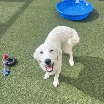 Great Pyrenees Dogs Available for Adoption in Houston, Texas - Marley | PetCurious