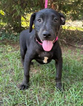 Rescue Labrador Retriever Dogs for Adoption in Troy, Alabama - Carolina | PetCurious