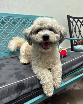 Snickers -  Poodle Dog for Adoption in Los Angeles, California - Snickers | PetCurious