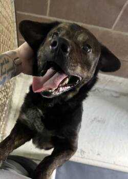 Gavin -  Mixed Breed Dog for Adoption in Savannah, Georgia - Gavin | PetCurious