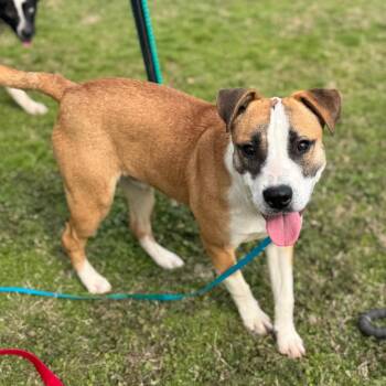 Mixed Breed Dogs Available for Adoption - Will | PetCurious
