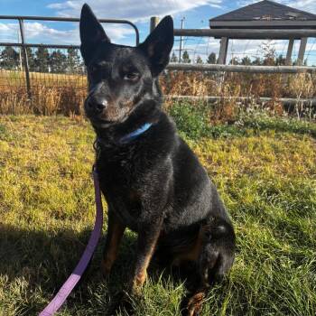 Rambo -  Australian Cattle Dog Blue Heeler Dog for Adoption in Cheyenne, Wyoming - Rambo | PetCurious