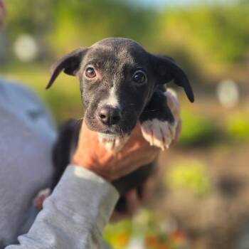 CT Poppy avail Sep 26 (Cropley