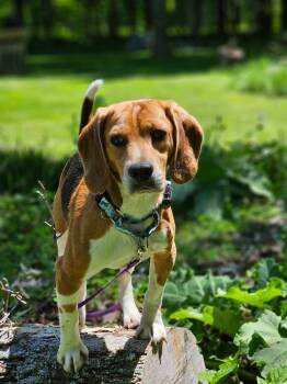 Harley (23) -  Beagle Dog for Adoption in Wausau, Wisconsin - Harley (23) | PetCurious