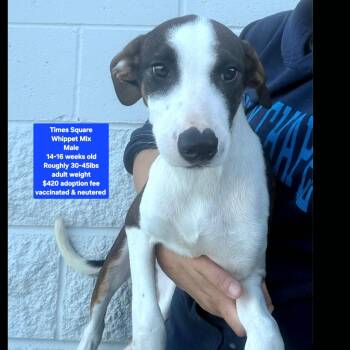 Times Square -  Whippet Dog for Adoption in Oviedo, Florida - Times Square | PetCurious