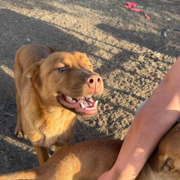 Herman -  Mixed Breed Dog for Adoption in Boone, Iowa - Herman | PetCurious