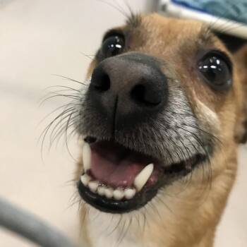 Bullwinkle -  Chihuahua Dog for Adoption in Newark, New Jersey - Bullwinkle | PetCurious