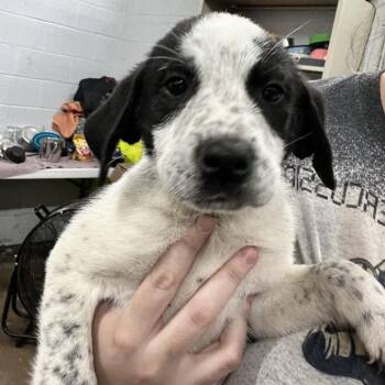 Mixed Breed Dogs Available for Adoption in Corbin, Kentucky - Wesson | PetCurious