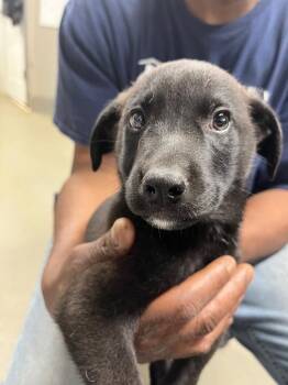 Archie -  Terrier Dog for Adoption in Hopkinsville, Kentucky - Archie | PetCurious