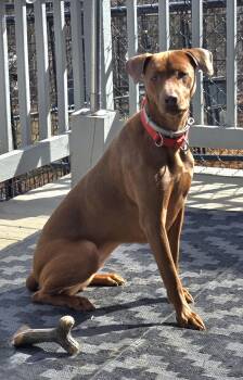 Adaya -  Doberman Pinscher and Rottweiler Dog for Adoption in Bath, Pennsylvania - Adaya | PetCurious