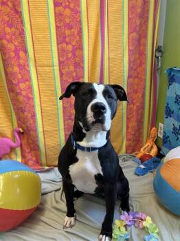 Pit Bull Terrier Dogs Available for Adoption in Kent, Washington - SABLE | PetCurious