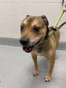 ROSCOE -  Labrador Retriever Dog for Adoption in Indianapolis, Indiana - ROSCOE | PetCurious