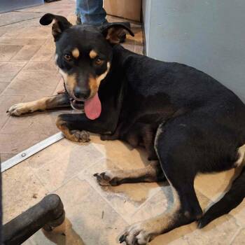 Mixed Breed Dogs Available for Adoption in Boaz, Alabama - Iris | PetCurious