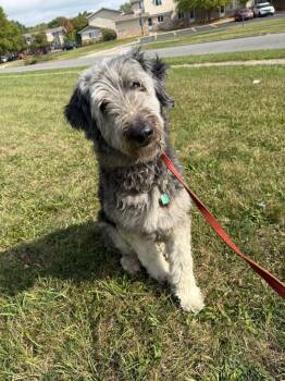 Rescue Standard Poodle Dogs for Adoption in Alma, Michigan - Ryker | PetCurious