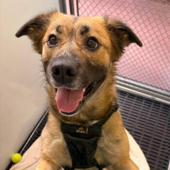 Kapri -  Mixed Breed Dog for Adoption in Cheyenne, Wyoming - Kapri | PetCurious