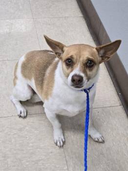 Chihuahua Dogs Available for Adoption in Killeen, Texas - STRAY WAIT | PetCurious