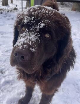 Newfoundland Dog Dogs Available for Adoption - Baxter | PetCurious