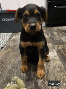 Rescue Labrador Retriever and German Shepherd Dog Dogs for Adoption in Glocester, Rhode Island - Fancy | PetCurious