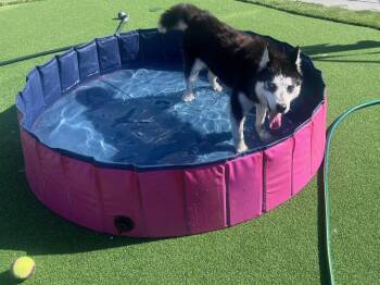 Heidi -  Siberian Husky Dog for Adoption in Walnut Creek, California - Heidi | PetCurious