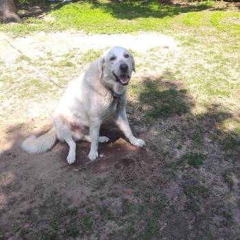 Rescue Great Pyrenees Dogs for Adoption in Klein, Texas - Bo | PetCurious
