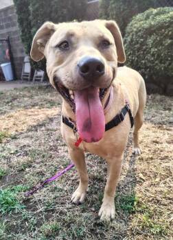 Iris -  Labrador Retriever Dog for Adoption in Vancouver, Washington - Iris | PetCurious