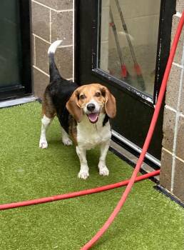 Mr Rocky -  Beagle Dog for Adoption in East Haddam, Connecticut - Mr Rocky | PetCurious