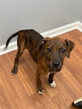 Persephone -  Terrier and Hound Dog for Adoption in Lovingston, Virginia - Persephone | PetCurious