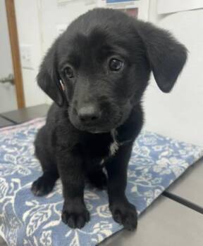 Border Collie and Labrador Retriever Dogs Available for Adoption in Sullivan, Indiana - Mario | PetCurious