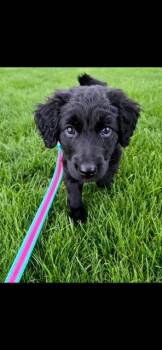 GIA -  Labrador Retriever and Poodle Dog for Adoption in Newaygo, Michigan - GIA | PetCurious