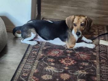 Ali K -  Beagle Dog for Adoption in Gillsville, Georgia - Ali K | PetCurious