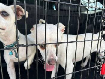 A384243 -  Chihuahua Dog for Adoption in Ocala, Florida - A384243 | PetCurious