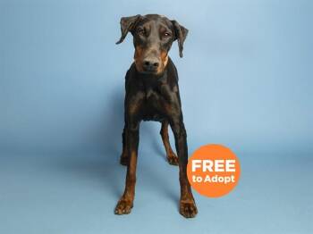 LADY -  Doberman Pinscher Dog for Adoption in Phoenix, Arizona - LADY | PetCurious