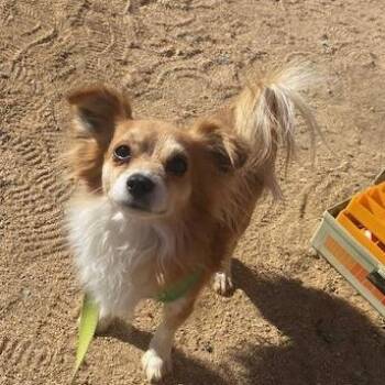 Papillon and Chihuahua Dogs Available for Adoption - Gizmo | PetCurious