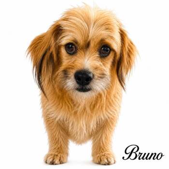 Bruno -  Shih Tzu and Mixed Breed Dog for Adoption in Casa Grande, Arizona - Bruno | PetCurious