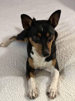 Rescue Rat Terrier Dogs for Adoption in Seward, Alaska - Jax | PetCurious