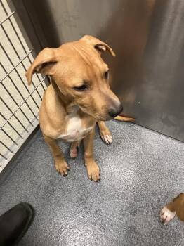 CHEWY -  Mixed Breed Dog for Adoption in Dallas, Texas - CHEWY | PetCurious