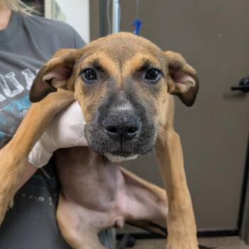 Flip -  Retriever and Black Mouth Cur Dog for Adoption in Cleveland, Mississippi - Flip | PetCurious